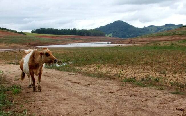 Vaca caminha pela Represa Jacareí, no dia 29 de janeiro: normalmente ali teria água. Foto: Futura Press
