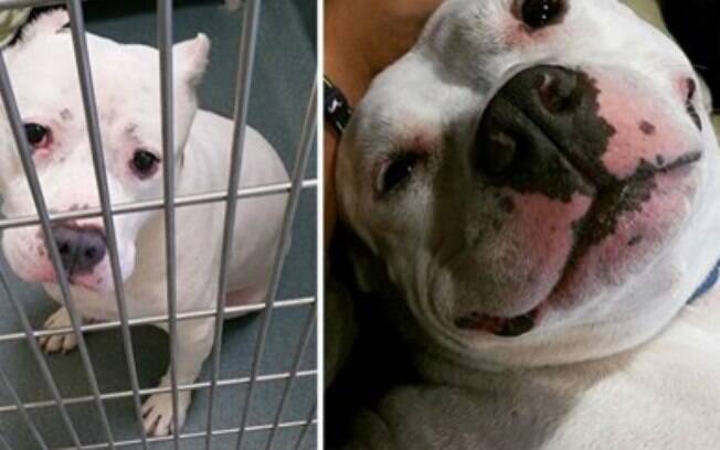 Cachorro antes e depois de ser adotado.