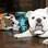 O buldogue radical tem até um skate personalizado com sua caricatura . Foto: Getty Images
