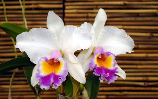 Orquídea da espécie Laelio Cattleya Jaguariuna