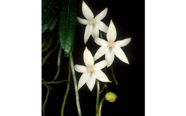 A orquídea Aerangis calantha, comum na Costa do Marfim, floresce na primavera e apresenta entre dois a dez botões