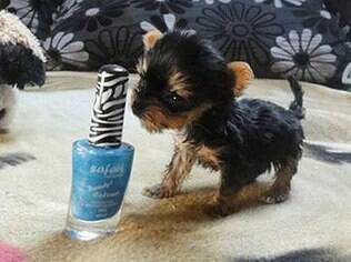 Myesi pode ganhar o título de menor cachorro do mundo