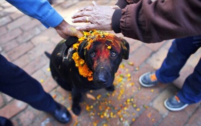 Cachorro em festival no Nepal.