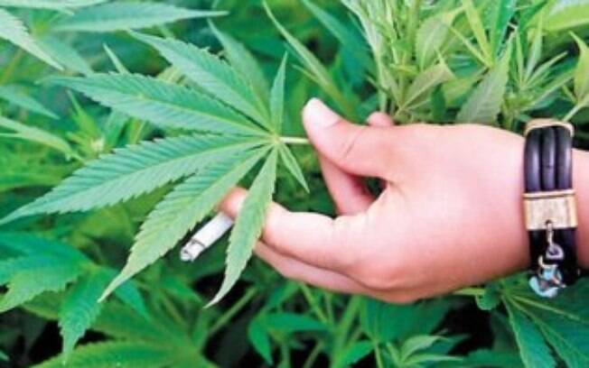 Será que a maconha tem o poder de despertar a homossexualidade?