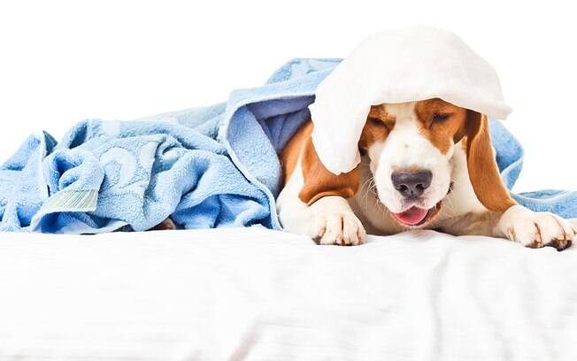 A tosse dos canis é considerada uma das doenças mais comuns entre os cães 