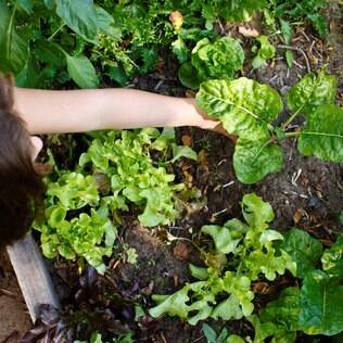 Quando for plantar, pressione em volta da muda para retirar os bolsões de ar