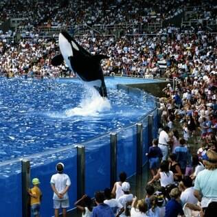 Os parques temáticos SeaWorld terão novidades este ano