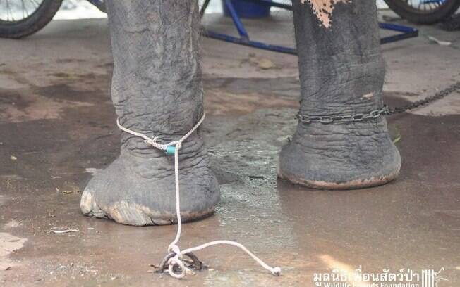 Nam, enquanto era forçada a trabalhar como elefante que transporta turista