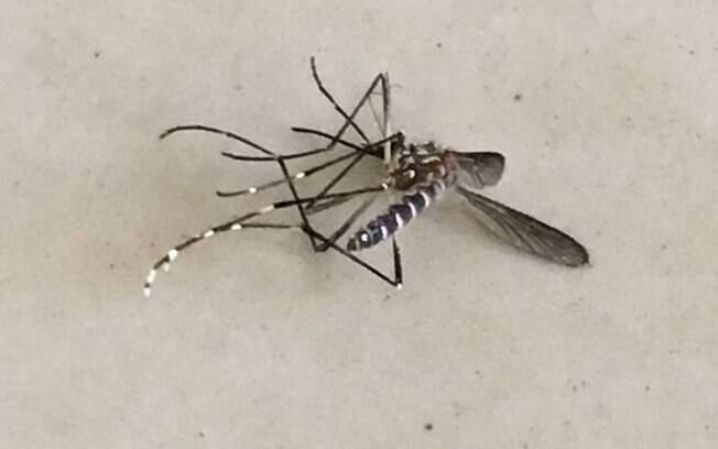 O moaquito Aedes já é capaz de transmitir doenças como