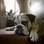 Enquanto relaxava sossegado, o buldogue inglês Bouboule teve todos os seus desejos atendidos por uma funcionária do hotel . Foto: Getty Images