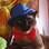 Leonardo, o gato de Renato de Brito Carneiro, ficou parecendo o Willy Wonka da Fantástica Fábrica de Chocolates. Foto: Arquivo pessoal