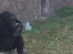 Chimpanzé usa isqueiro e fuma um maço de cigarro por dia na Coreia do Norte