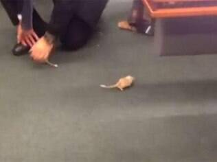 Deputado Marco Feliciano publicou a imagem de um dos ratos que foram soltos durante sessão da CPI da Petrobras