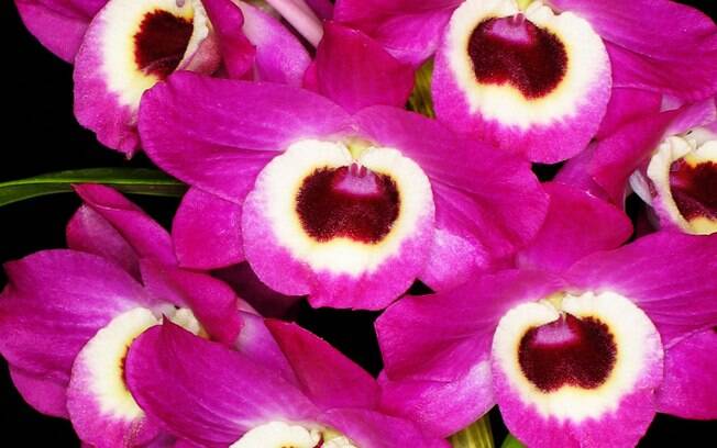 Orquídea da espécie Dendrobium hibrido