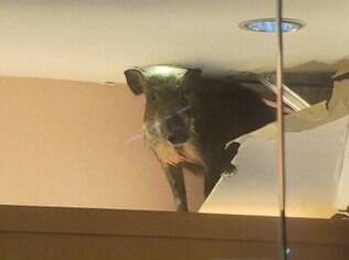 Após cair do teto, animal foi tranquilizado e encaminhado a uma clínica de Hong Kong