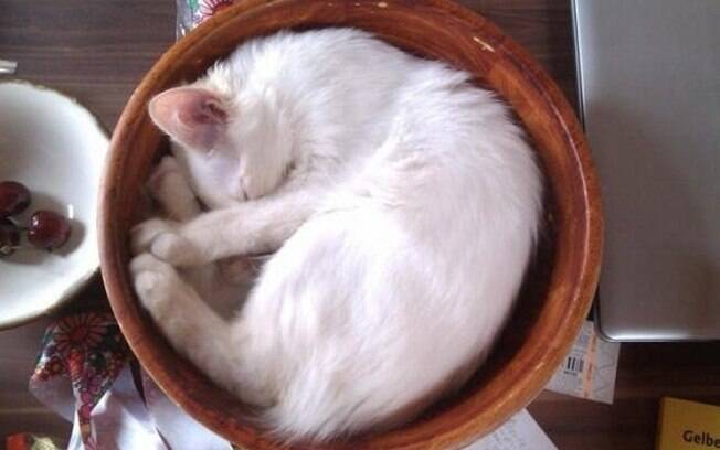 Um gato dormindo num cesto.