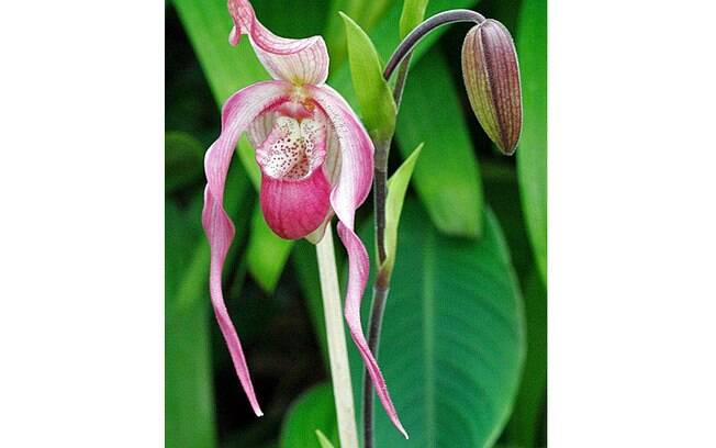 Orquídea da espécie Phragmipedium