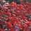 Torcida da Ferrari lota Monza. Foto: AP
