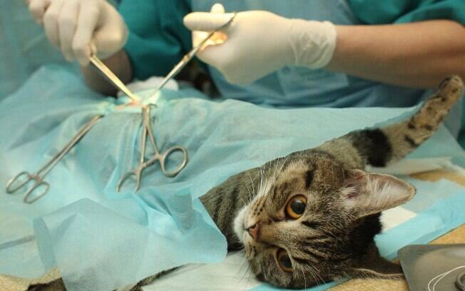 A castração de gatos é importante para diminuir o índice de abandono e garantir a saúde do animal