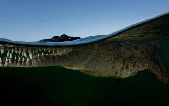 Crocodilo na superfecíe