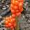 Arum italicum é uma das espécies que pode ser encontrada no Poison Garden. Foto: Divulgação