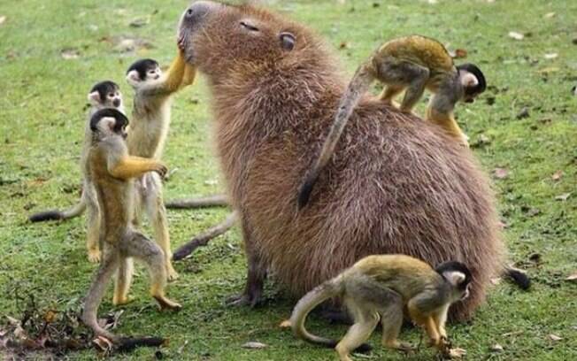 Uma capivara de boas com uns macaquinhos.