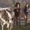 Simone Sampaio, Penélope Nova e Shayene Cesário sofrem com a vaca Mimosa. Foto: Reprodução