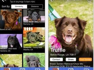 Apenas para iPhone, PetMatch localiza cães e gatos parecidos com as fotos inseridas pelo usuário. Funciona apenas nos EUA e é grátis