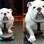 Beefy, uma celebridade do mundo canino, mostrou em Nova York o seu talento em cima de um skate (26/08/12). Foto: Getty Images