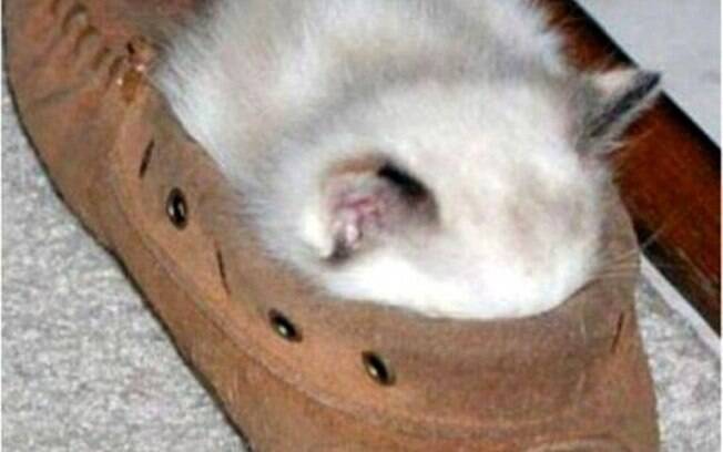 Um gato dormindo confortavelmente num sapato.
