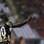 Seedorf comanda o time contra o Figueirense. Foto: AE