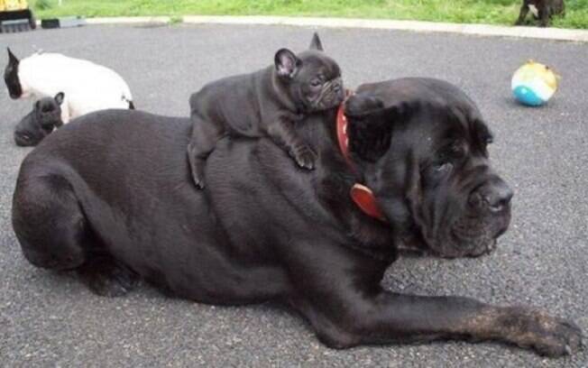Cachorros fofos.