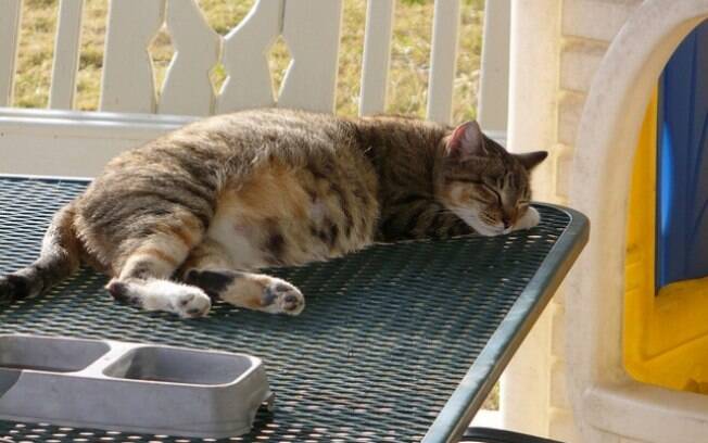 Uma linda gatinha descansando, esperando a chegada da sua ninhada.