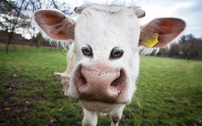 Vaca com os olhos na frente.