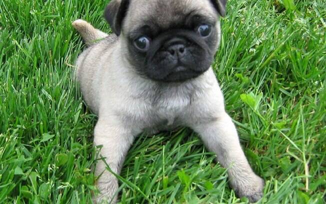 Filhote de Pug.