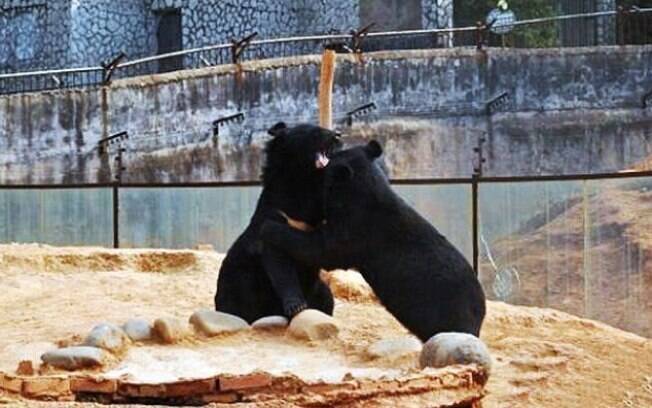 Casal de ursos brincando. Eles foram adotados por agricultor chinês que achou que eles eram filhotes de cachorro.