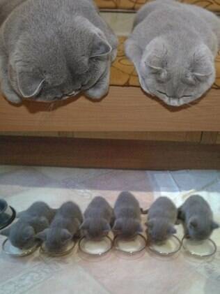 Observando os gatinhos de longe eles tomando leite.