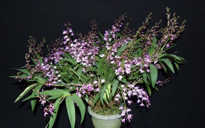 Orquidea da espécie Dendrobium speciosum com kingianum