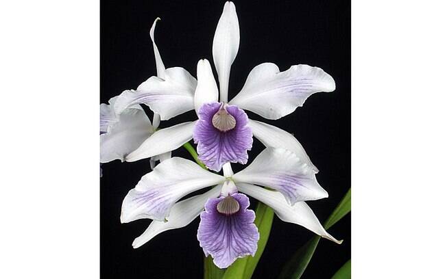 Orquídea da espécie Laelia purpurata (variedade werkhauseri)