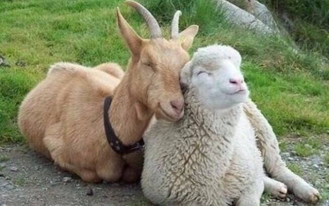 Uma ovelha e um cabrito sorrindo num love bacana.