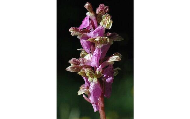 A orquídea Orchis spitzelii é bastante rara e encontrada na Suíça. A espécie gosta de sombreamento parcial e suas folhas chegam até a cinco centímetros de comprimento