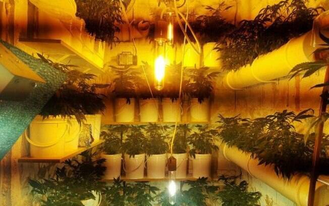 Clube produz 10 variedades diferentes de maconha; governo permite cultivo de apenas 99 plantas