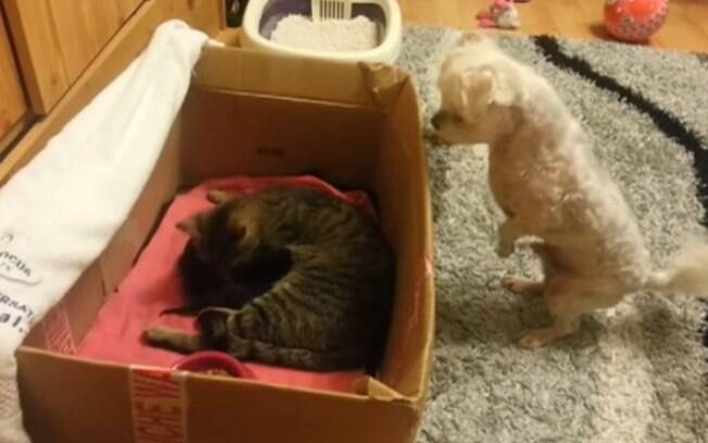 Cachorro vendo os filhotes de gatinhos.