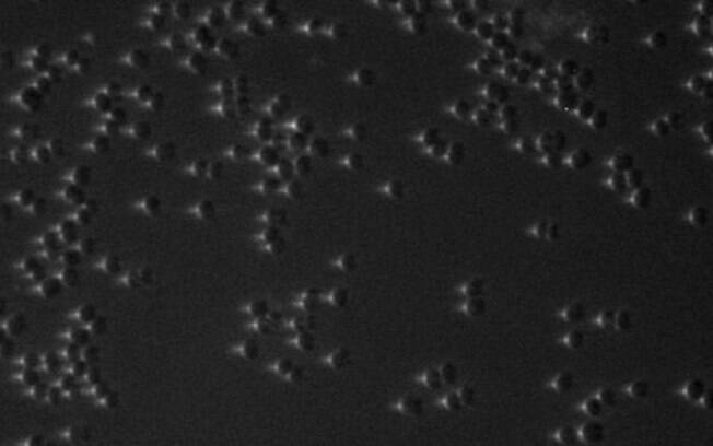Cientistas tiveram a ideia quando analisaram o comportamento da bactéria pelo microscópio quando elas foram iluminadas em apenas um lado