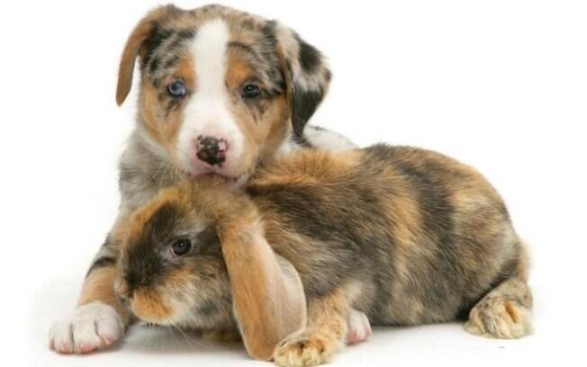 Cachorro e coelho.