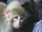 Abandonado, bebê macaco é adotado por rebanho de cabras na China