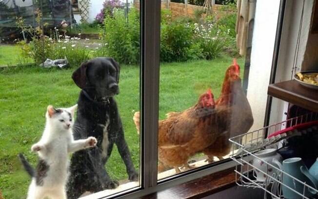 Um cachorro, um gato e duas galinhas querendo entrar em casa.