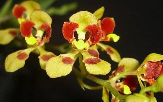 Endêmica do Espírito Santo, a orquídea Baptistonia colorata foi descoberta em 1996