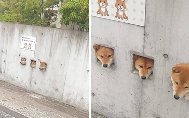 Cachorros botando a cabeça pra fora pra ver a rua.