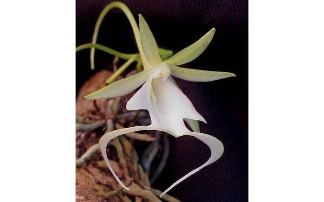 A planta conhecida como orquídea-fantasma (Dendrophylax lindenii) é exótica e originada da Flórida